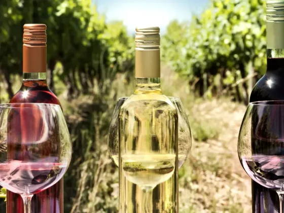 What is Terroir and How Climate Affects the Taste of Wine